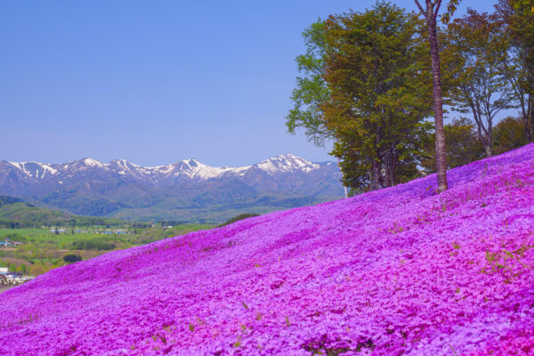 春から夏”の道北・道東で楽しみたい花・ガーデンの名所 - 【公式】ひがし北海道自然美への道DMO